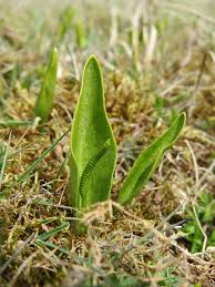 Image result for Ophioglossum vulgatum