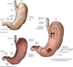 The location of the abdominal pain can give first responders a clue to the underlying problem. Internal Organs Atlas Of Anatomy