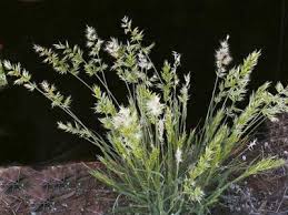 Image result for Enneapogon