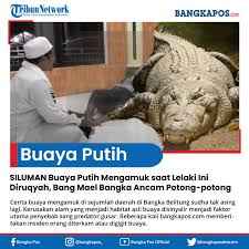 Penampakan buaya putih benar adanya, mitos siluman buaya terpatahkan!! Bangka Pos Siluman Buaya Putih Mengamuk Saat Lelaki Ini Facebook