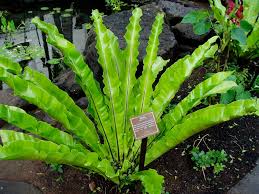Image result for Asplenium
