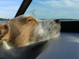 Check spelling or type a new query. Dogs In Your Boat Planetnautique Forums