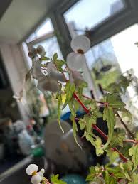 Image result for Sida dregei