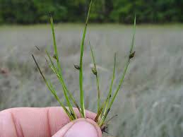 Image result for Schoenoplectiella roylei