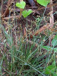 Image result for Fimbristylis dichotoma