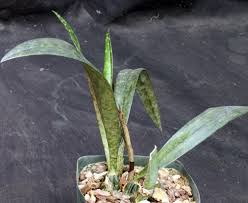 Image result for Oeceoclades decaryana