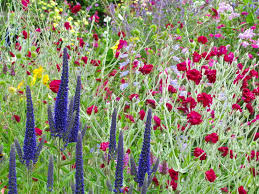 Wholesale flowers, plants and decorative articles. Border Plants Flower Borders How To Design Plant Them Saga