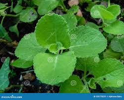Image result for Coleus amboinicus