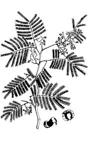 Image result for Libidibia coriaria