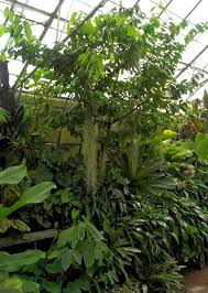 Image result for Napoleonaea angolensis