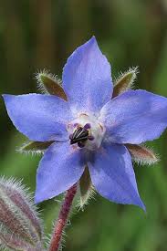 One of the few edible flower available in winter and early spring. Desktop Hd Wallpapers Perennial Wild Flowers Flowers Uk Wild Flowers Flowers Perennials