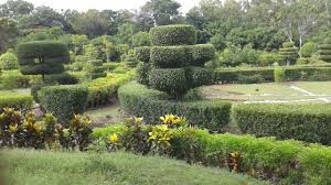Jardin Botanique Des Cayes Haiti Farmland Outdoor Vineyard