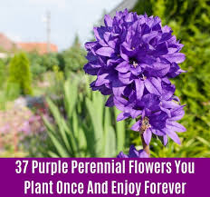 A wide variety of lavender flowers for sale options are available to you, such as variety, processing type, and specialty. 37 Purple Perennial Flowers You Plant Once And Enjoy Forever