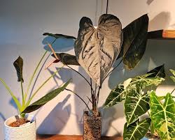 Red Anthurium Flowers For The Holidays | National Garden Clubs, Inc.