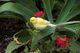 Gelber Vogel Stockfoto Bild Von Subtropisch Gelb Nett 44494368