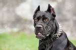 Black Pearl Cane Corso puppy price