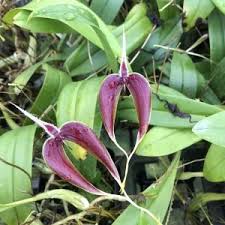 Image result for Bulbophyllum comatum