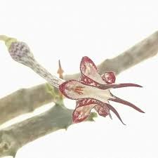 Image result for Ceropegia simplex