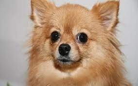 But pomeranian chihuahua mix puppies have the potential to inherit any aspect of either breed. All About Pomeranian Chihuahua Mix Pomchi Behavior Training Puppy Price Health Facts