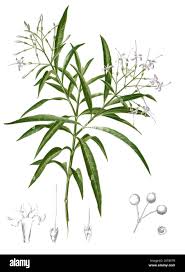 Image result for Pavetta sp. E