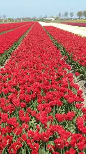 Tulpen Oostwoud Beautiful Flowers Tulips Holland Flower Field
