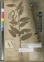 Image result for Phragmanthera