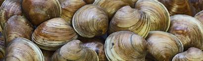 clamming rules and regulations east coast killer clam rakes