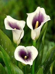 Zantedeschia Vermeer Calla Lily Picasso Calla Lilies Purple Calla Lilies Calla Lily Bulbs