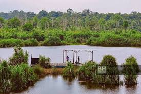 2.lokasi hutan ini ialah di sekitar tasik chini,tasik bera,dataran johor,delta rajang dan sabak bernam,selangor. Tapak Ramsar Tasik Bera Tapak Kerajaan Negeri Pahang Facebook