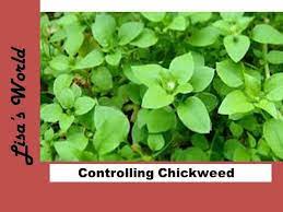If you repeat this remedy once a day, in a few days you will start seeing pleasing results. How To Keep Chickweed Under Control With Lisa S World Youtube