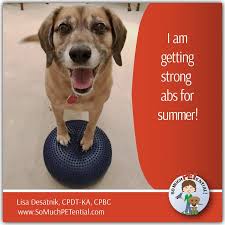 Is your dog 7 years old or older? Core Exercise For Dogs So Much Petential