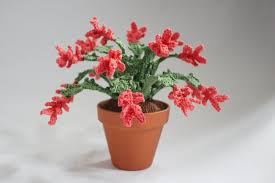 Cactus has over 1700 species which most of them are native to the americas. Crochet Pattern Christmas Cactus