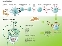 02.11.2019 · food allergy is an immune system reaction that occurs soon after eating a certain food. Mechanisms Ucfa Utrecht Center For Food Allergy