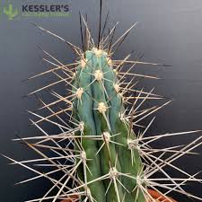 Image result for Kotschya carsonii