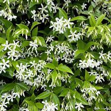 Maybe you would like to learn more about one of these? Trachelospermum Jasminoides Star Jasmine 3 Litre Offers Squire S Garden Centres