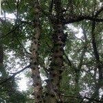 Image result for Zanthoxylum chalybeum