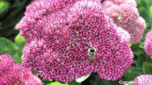 The plants vary from annual and creeping h. Sedum Stonecrop American Meadows Mature Height 12 Inches