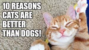 Cole The Black Cat Youtube Video Love These Videos 10 Reasons Cats Are Better Than Dogs Cats Silly Cats Cat Vs Dog