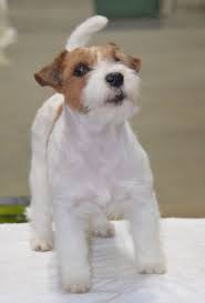 Some have saddles, partial saddles or are hound marked. Long Haired Jack Russell Terrier Puppies For Sale In Kent Google Search Jack Russell Terrier Puppies Jack Russell Terrier Terrier Puppies