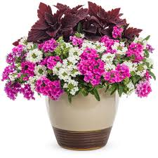 For someone stocking shelves with the size box i need. Superbena Pink Shades Verbena Hybrid Proven Winners