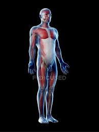 *the transparent skin in the imagery is to display the details under the skin and is not included in the file. Human Body Model Showing Male Anatomy And Muscular System Digital Illustration Artwork Anterior Stock Photo 308609368