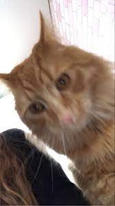 Pin On Cats And Ferrets And Dogs