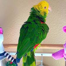 Bird Crying Like A Baby Video Traci Carroll Loveyourparrot Loveyourparrot Instagram Photos And Videos Instagram Tawny Carroll