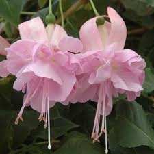 Risultati immagini per Naturaleza perfecta. Fuchsia.