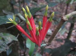 Image result for Dictyophleba