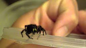 Hunters during the day only, they have good eyesight, relying primarily on movement to locate prey. Spiders Of Pennsylvania Pennlive Com