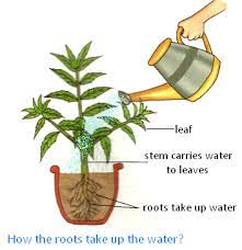 Not only humans drink from water bottles, but plants do as. What Plants Can Do For Us Where Do Plants Get Their Food From Vegetables