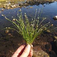 Image result for Eleocharis geniculata