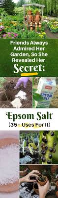 Friends Always Admired Her Garden So She Revealed Her Secret Epsom Salt 35 Uses For It Gardening Tips Epsom Salt Epsom Salt Uses