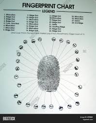 Fingerprint Chart Image Photo Free Trial Bigstock